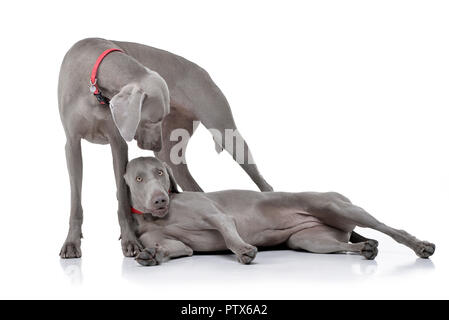 Studio Schuß von zwei adorable weimaraner Hund spielen auf weißen Hintergrund. Stockfoto