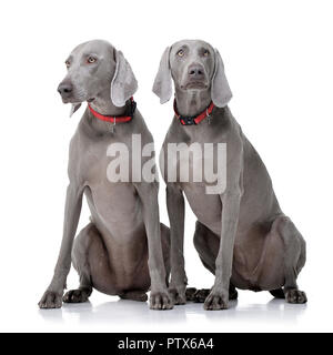 Studio Schuß von zwei adorable weimaraner Hund sitzen auf weißem Hintergrund. Stockfoto