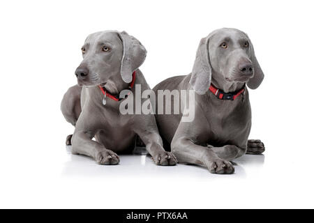 Studio Schuß von zwei adorable weimaraner Hund liegend auf weißem Hintergrund. Stockfoto