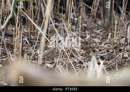 Rotdrossel (Turdus Iliacus) Stockfoto