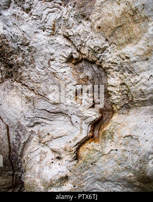 Freiliegende verwittertes Holz schließen bis auf Alte Eiche im Sherwood Forest Stockfoto
