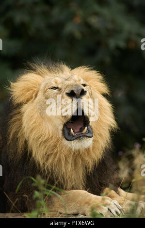 Asiatischer Löwe (Panthera leo persica) Indien. Captive Chester Zoo, Großbritannien Stockfoto