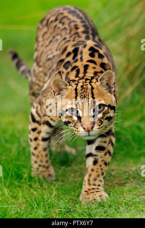 Männliche Ozelot (Leopardus pardalis), beheimatet in Zentral- und Südamerika. Captive bei Port Lympne Wild Animal Park, Kent, Großbritannien Stockfoto