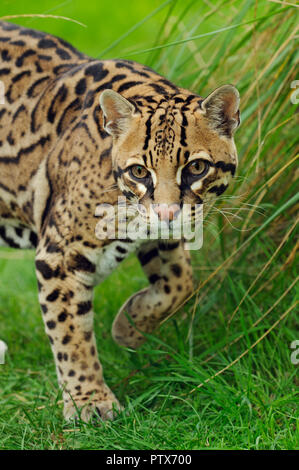 Männliche Ozelot (Leopardus pardalis), beheimatet in Zentral- und Südamerika. Captive bei Port Lympne Wild Animal Park, Kent, Großbritannien Stockfoto