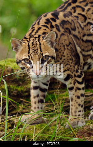 Männliche Ozelot (Leopardus pardalis), beheimatet in Zentral- und Südamerika. Captive bei Port Lympne Wild Animal Park, Kent, Großbritannien Stockfoto