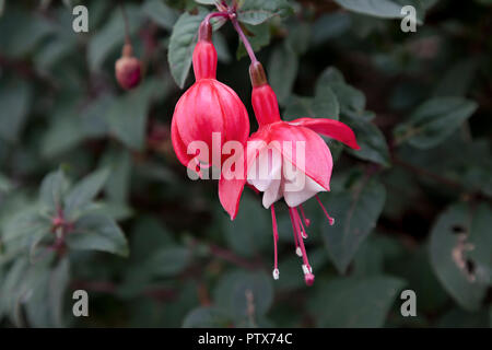Fuchsia rosa Blume Nahaufnahme mit Soft Focus Hintergrund Stockfoto