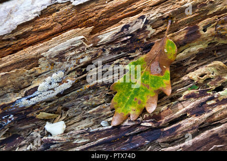 Single Eichenlaub auf faulenden Baum im Herbst gefallen Stockfoto