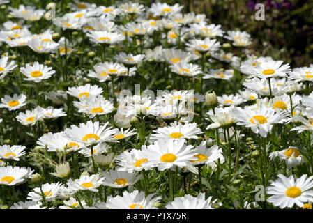 Weiß Kamille Blüten mit gelben Zentren in voller Blüte, die im Sonnenlicht Stockfoto
