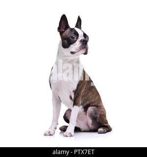 Studio geschossen von einem entzückenden Boston Terrier sitzen auf weißem Hintergrund. Stockfoto