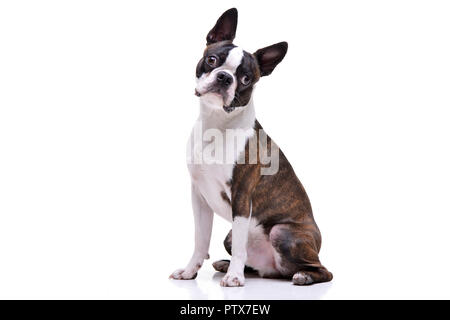 Studio geschossen von einem entzückenden Boston Terrier sitzen auf weißem Hintergrund. Stockfoto