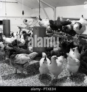 1950, historische, Landwirtschaft, Hühner in einer Scheune Fütterung von einer Metal Einzug oder Container, England, UK. Stockfoto