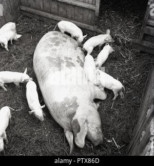 1950, Mutter Schwein in einem Stroh liegen im Freien pen mit ihren neu Säuglinge oder Ferkel um Sie herum, England, Großbritannien geboren. Stockfoto