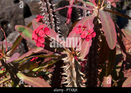 Sydney Australien, Euphorbia millii Zweig mit roten Blüten, Blätter und Dornen Stockfoto