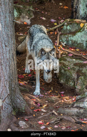 Grauer Wolf zu Fuß durch den Wald Stockfoto