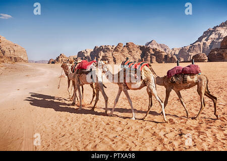 Drei Kamele mit Sattel decken Spaziergang durch die sandige Wüste des Wadi Rum in Jordanien. Stockfoto