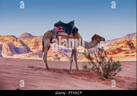 Ein Kamel wartet in der Nähe von einem isolierten Bush mitten in den Sand und Bergen des Wadi Rum Wüste im südlichen Jordanien. Stockfoto