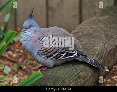 Crested Taube (Ocyphaps Lophotes) Stockfoto