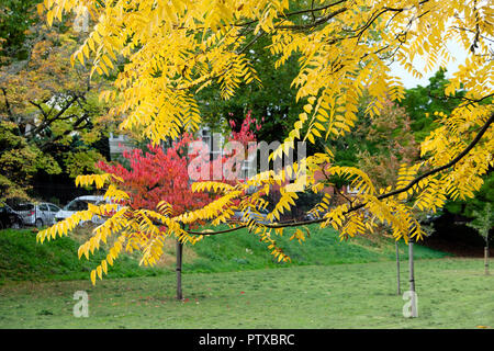 Sumach Baum und Rhus Typhina Bäume in Roath Park öffentlichen Garten Park im Oktober Herbst, Cardiff Wales Großbritannien KATHY DEWITT Stockfoto