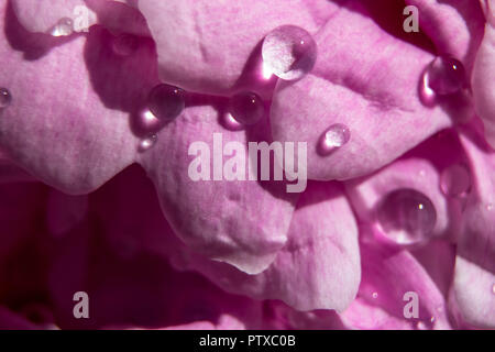 Wassertropfen auf eine rosa Blume Stockfoto