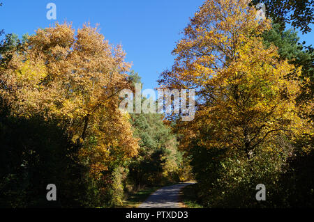 Weg im Wald an einem sonnigen Tag im Herbst Stockfoto