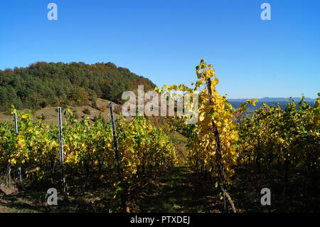 Weinberge im Herbst Stockfoto