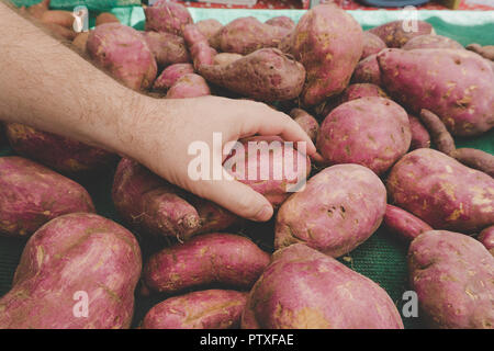 Nahaufnahme der Hand des Menschen, der Auswahl der besten süßen Kartoffeln bei Farmer's Market. Farm-to-Tabelle Koch Stockfoto