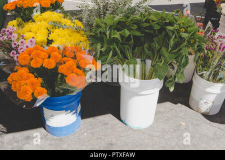 Südkalifornien Blumenstand bei Farmers Market: Wunderschöne Blumen für den Verkauf auf dem Display in weiß Eimer, natürliches Licht. Stockfoto