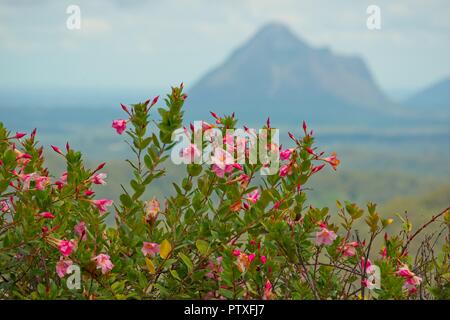 Nahaufnahme einer rosa mandevilla Strauch mit Mount Beerwah im Hintergrund Stockfoto