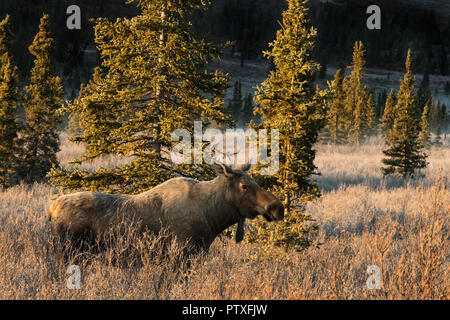 Elche ; Herbst; Denali National Park, Alaska Stockfoto