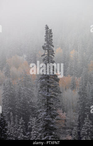 Abstauben des Schnees auf den Kiefern und Aspen im Herbst, Brighton, Big Cottonwood Canyon, Wasatch Berge, Utah Stockfoto