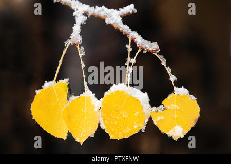 Schnee auf 4 golden Aspen Blätter, Brighton, Big Cottonwood Canyon, Wasatch Berge, Utah Stockfoto