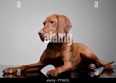 Studio geschossen von einem entzückenden Ungarische Vizsla (Magyar vizsla) liegen auf grauen Hintergrund. Stockfoto