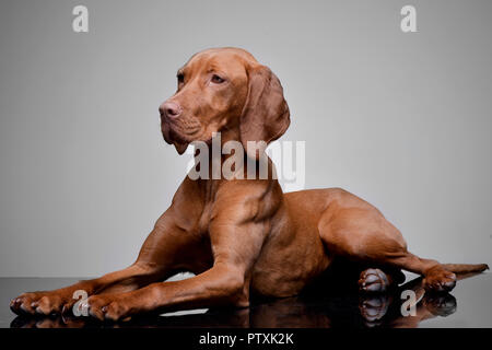 Studio geschossen von einem entzückenden Ungarische Vizsla (Magyar vizsla) liegen auf grauen Hintergrund. Stockfoto