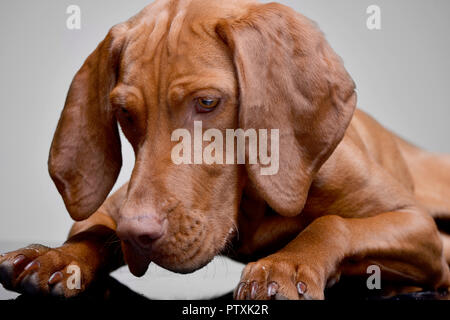 Studio geschossen von einem entzückenden Ungarische Vizsla (Magyar vizsla) liegen auf grauen Hintergrund. Stockfoto