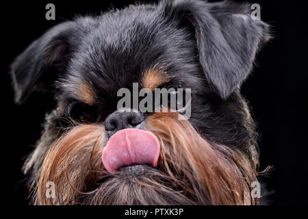 Portrait einer adorable Griffon Bruxellois - auf schwarzem Hintergrund isoliert. Stockfoto