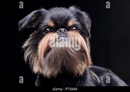 Portrait einer adorable Griffon Bruxellois - auf schwarzem Hintergrund isoliert. Stockfoto