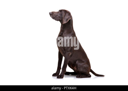 Studio geschossen von einem entzückenden Deutsch Kurzhaar sitzend auf weißem Hintergrund. Stockfoto