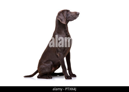 Studio geschossen von einem entzückenden Deutsch Kurzhaar sitzend auf weißem Hintergrund. Stockfoto