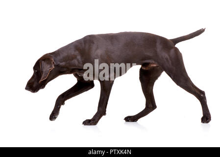 Studio geschossen von einem entzückenden Deutsch Kurzhaar Wandern auf weißem Hintergrund. Stockfoto