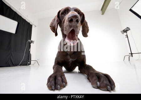 Studio geschossen von einem entzückenden Deutsch Kurzhaar liegen auf weißem Hintergrund. Stockfoto