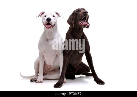 Studio geschossen von einem entzückenden Dogo Argentino und ein Deutsch Kurzhaar sitzend auf weißem Hintergrund. Stockfoto