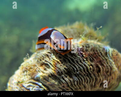 Orange, Schwarz, Weiß (clownfisch) Nacktschnecke Nembrotha westraliensis, Rottnest Island, endemisch in Western Australia Stockfoto