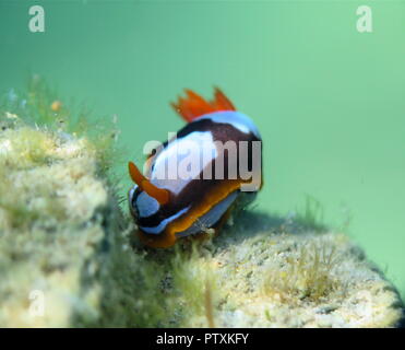 Orange, Schwarz, Weiß (clownfisch) Nacktschnecke Nembrotha westraliensis, Rottnest Island, endemisch in Western Australia Stockfoto