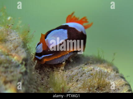 Orange, Schwarz, Weiß (clownfisch) Nacktschnecke Nembrotha westraliensis, Rottnest Island, endemisch in Western Australia Stockfoto