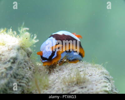 Orange, Schwarz, Weiß (clownfisch) Nacktschnecke Nembrotha westraliensis, Rottnest Island, endemisch in Western Australia Stockfoto