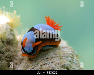 Orange, Schwarz, Weiß (clownfisch) Nacktschnecke Nembrotha westraliensis, Rottnest Island, endemisch in Western Australia Stockfoto