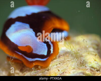 Orange, Schwarz, Weiß (clownfisch) Nacktschnecke Nembrotha westraliensis, Rottnest Island, endemisch in Western Australia Stockfoto