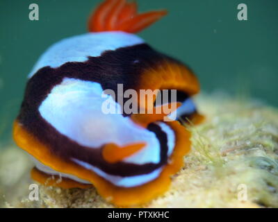 Orange, Schwarz, Weiß (clownfisch) Nacktschnecke Nembrotha westraliensis, Rottnest Island, endemisch in Western Australia Stockfoto