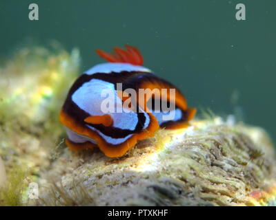 Orange, Schwarz, Weiß (clownfisch) Nacktschnecke Nembrotha westraliensis, Rottnest Island, endemisch in Western Australia Stockfoto