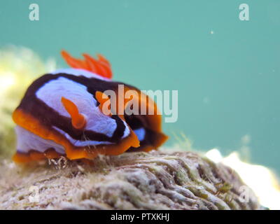 Orange, Schwarz, Weiß (clownfisch) Nacktschnecke Nembrotha westraliensis, Rottnest Island, endemisch in Western Australia Stockfoto